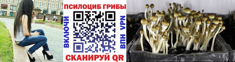Псилоцибиновые грибы мицелий  Георгиевск 